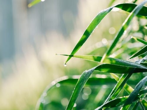 Free stock photo of agriculture, dew, dewdrop