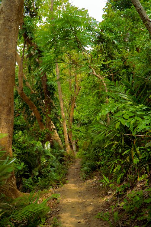 Free Discover a tranquil forest path surrounded by lush greenery, perfect for nature walks and exploration. Stock Photo