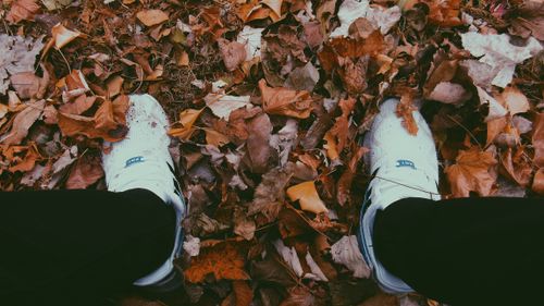 Free stock photo of autumn mood forest, blue, brown Stock Photo