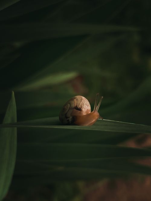 Free A close-up of a snail on a leaf amidst lush green foliage, captured with selective focus outdoors. Stock Photo