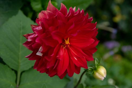 Free Close-up of a vivid red dahlia flower with lush green leaves in background. Stock Photo