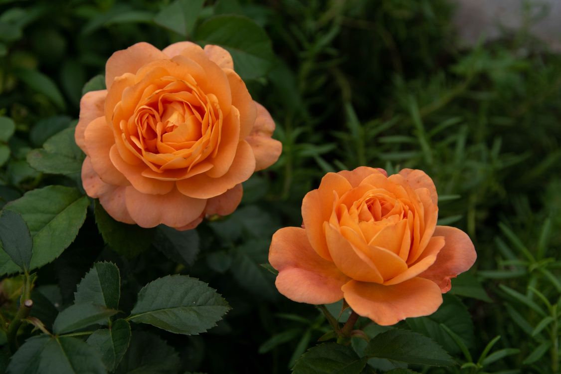 Close up of Roses · Free Stock Photo