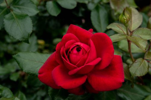 Free High-quality close-up of a vibrant red rose in full bloom, showcasing its vivid petals and surrounding green leaves. Stock Photo