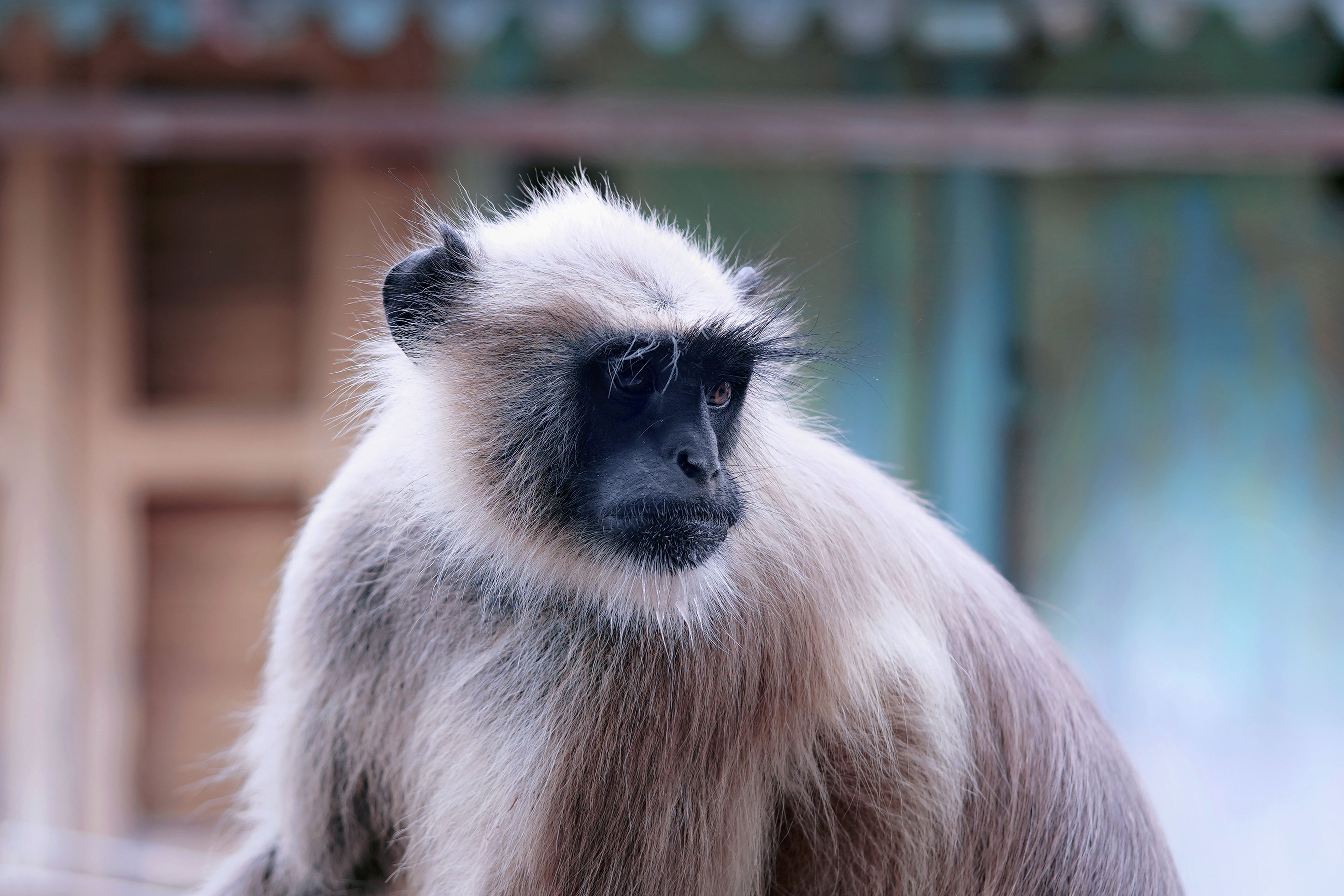 Grey and White Monkey · Free Stock Photo