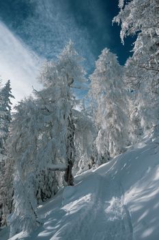 Discover the tranquility of a snow-covered forest amidst towering pine trees on a peaceful winter day.