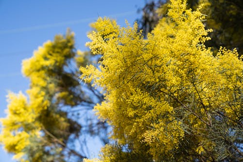 Foto profissional grátis de amarelo, árvore, céu azul