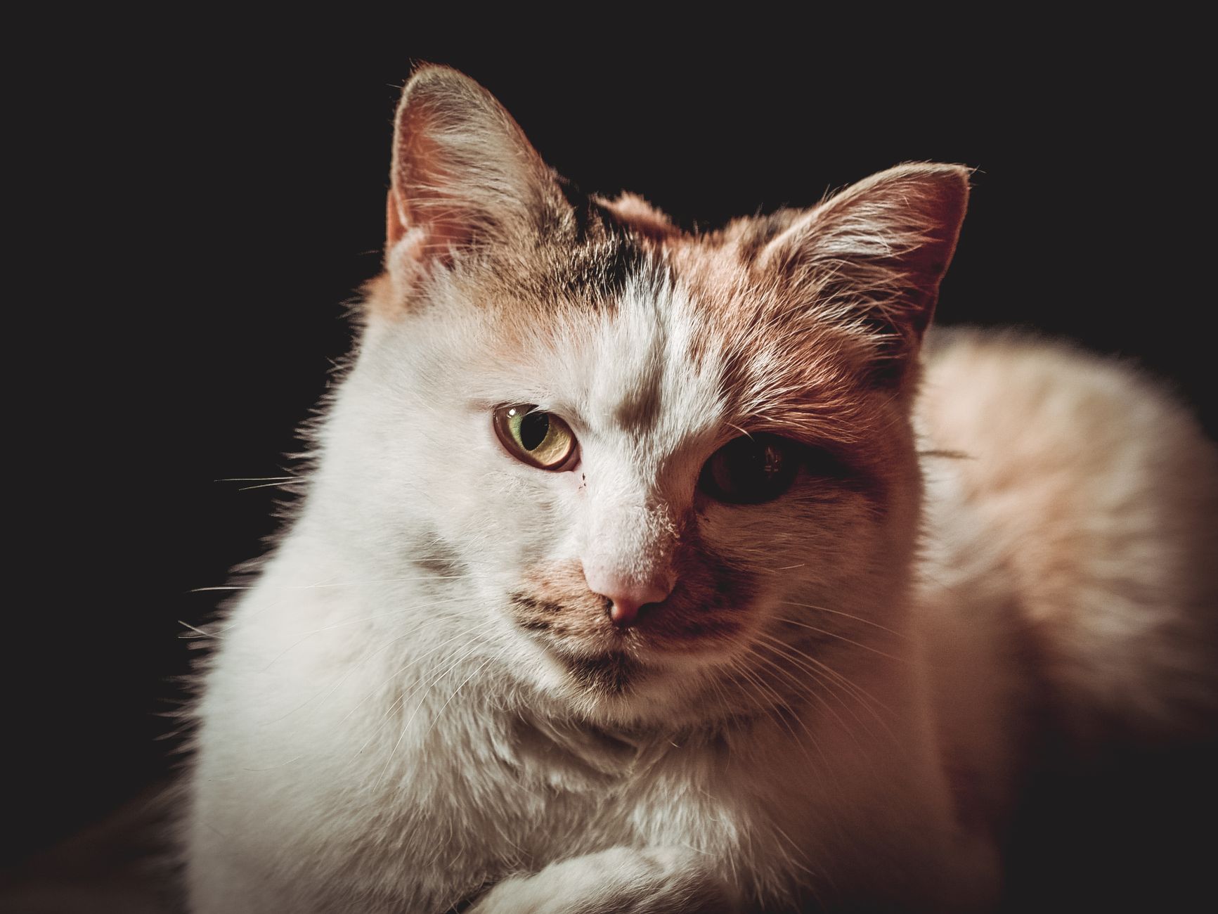 Veterinary care for a cat