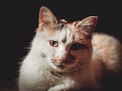 在温暖的灯光下，一只花布猫被捕捉到，它有着引人注目的眼睛和柔软的皮毛，正聚精会神地盯着