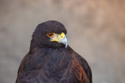 Harris Hawk