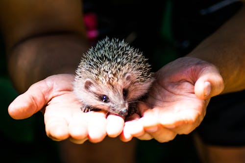 Photo of Hedgehog Resting on Person's Hand