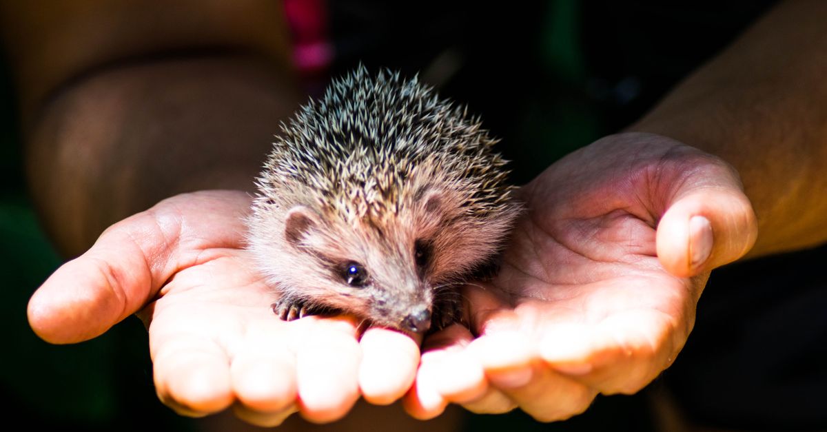 How Much Is a Hedgehog Pet? How much is a hedgehog pet: a small hedgehog resting in a person's open hands