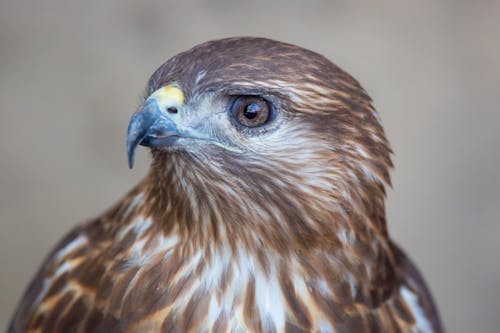 Long Legged Buzzard