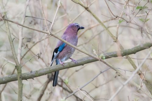 Free Eurasian Jay perched on a branch in natural habitat, showcasing vivid plumage. Stock Photo