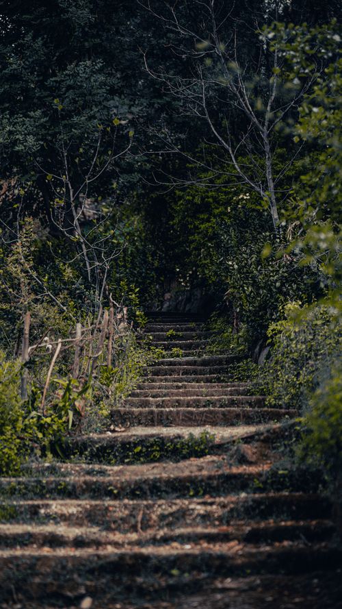Free A mysterious set of stone steps leading through a dense and verdant forest, evoking a sense of adventure and exploration. Stock Photo