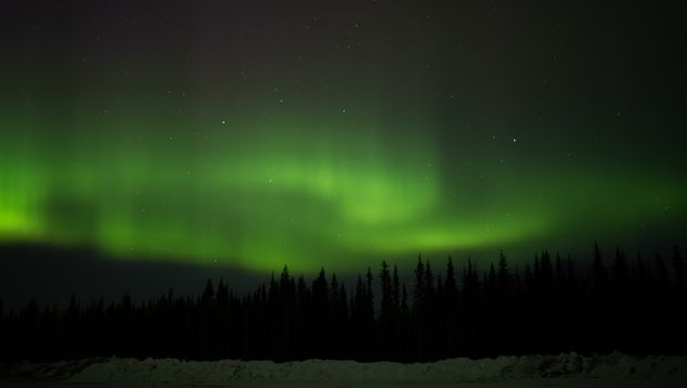 Stunning view of the northern lights illuminating the Alaskan night sky above a snowy forest.