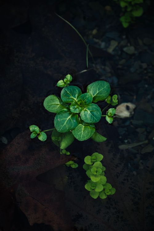 Free Lush green plant surrounded by natural elements in an outdoor garden. Ideal for nature themes. Stock Photo