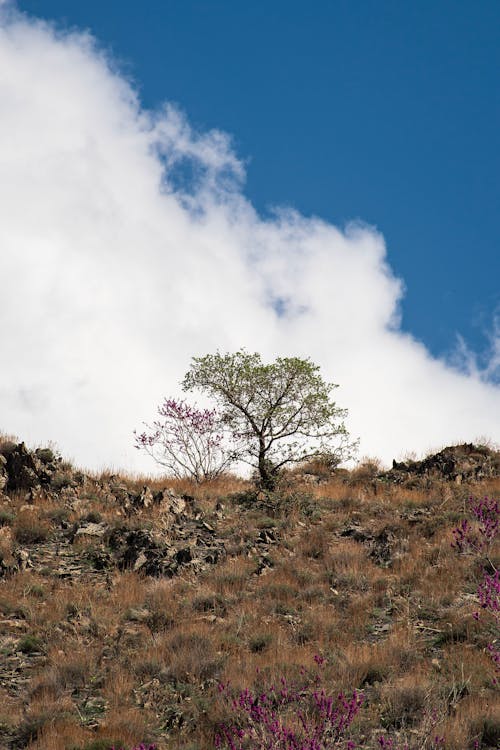 丘, 垂直ショット, 木の無料の写真素材