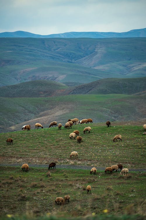 Foto d'estoc gratuïta de bandada, fotografia d'animals, natura