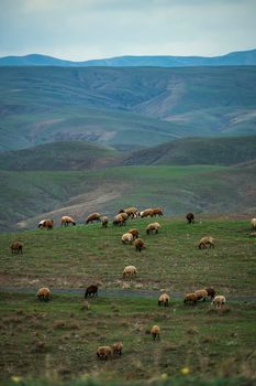 A peaceful scene of sheep grazing on lush green hills in Mashhad, Iran, showcasing natural beauty.