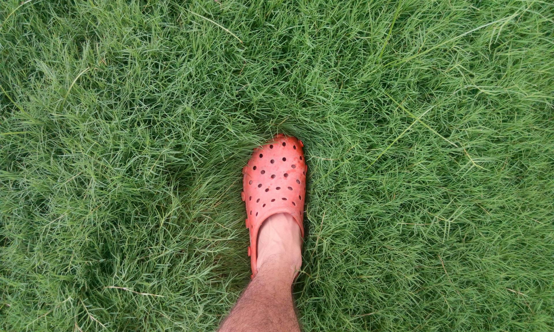 A close-up shot of a foot wearing a bright red sandal standing on fresh green grass.