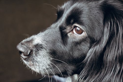 Close-up of Cute Black Dog