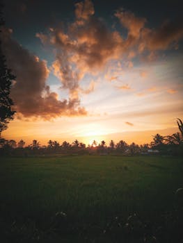 在郁郁葱葱的绿地上，捕捉云层与树木轮廓映衬下的迷人日落