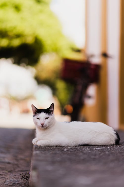 Cat Lying on Pavement