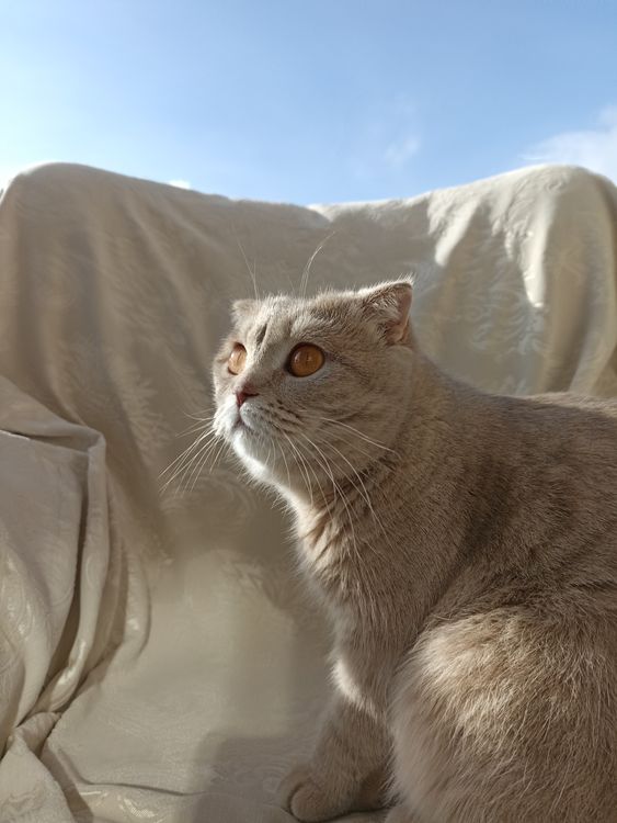 Scottish Fold Özellikleri: Sağlık, Karakter ve Sahiplenmeden Önce Bilmeniz Gerekenler
