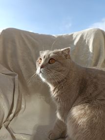 Scottish Fold Özellikleri: Sağlık, Karakter ve Sahiplenmeden Önce Bilmeniz Gerekenler