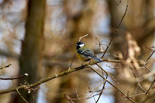 Passerine Bird in Nature