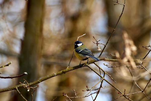Free A close-up of a great tit bird perching on a branch, highlighting its natural beauty. Stock Photo