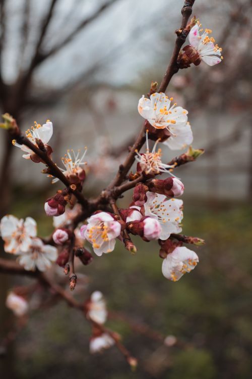 Free Close-up of cherry blossoms on a tree branch with a blurred garden background. Stock Photo