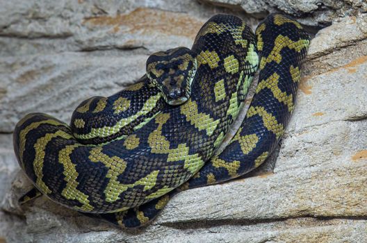 Snake