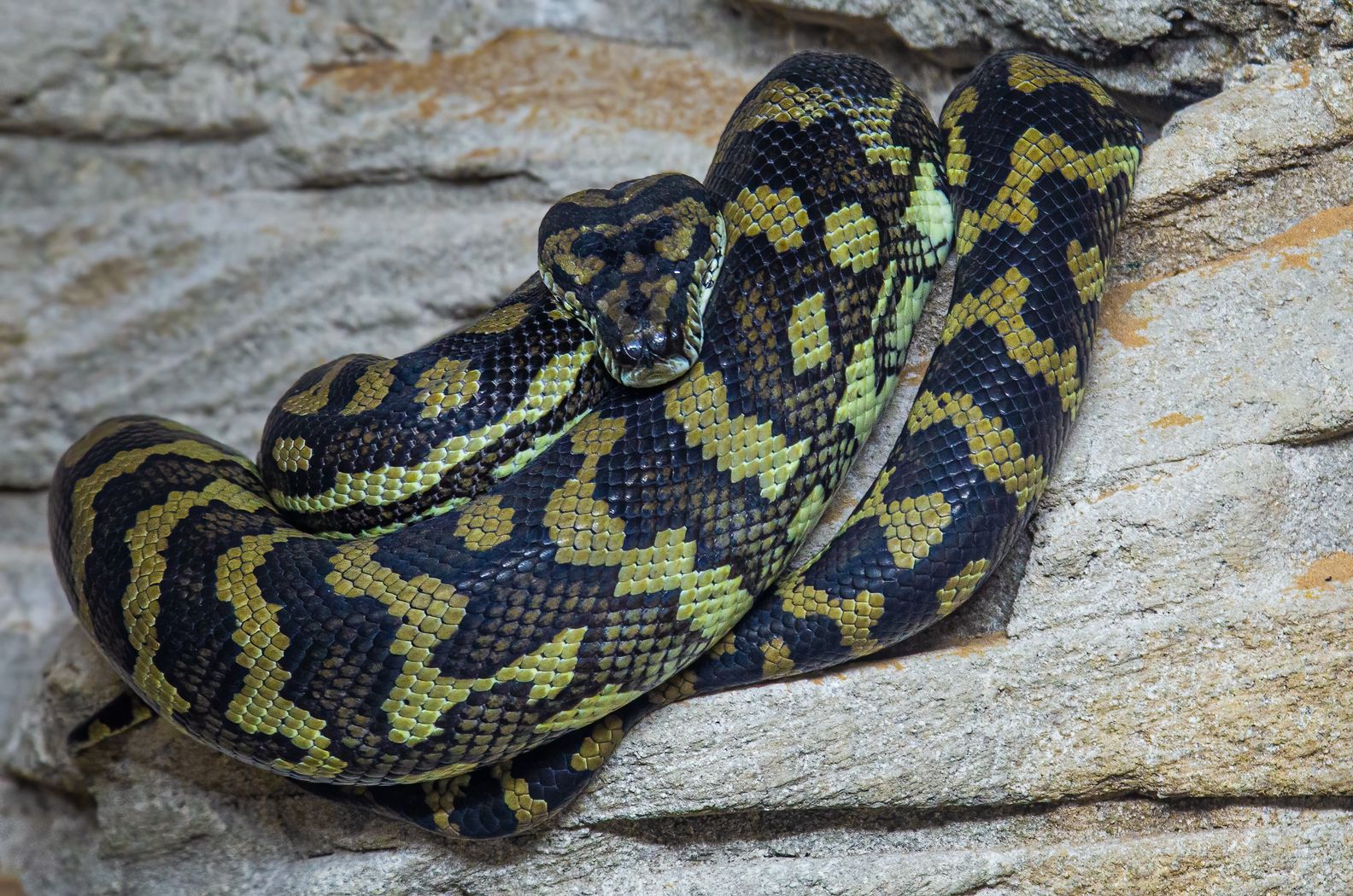 Coastal Carpet Python: Care, Habitat & Fun Facts