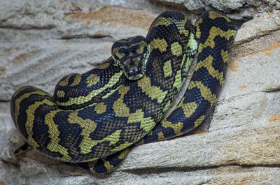 Coastal Carpet Python: Care, Habitat & Fun Facts