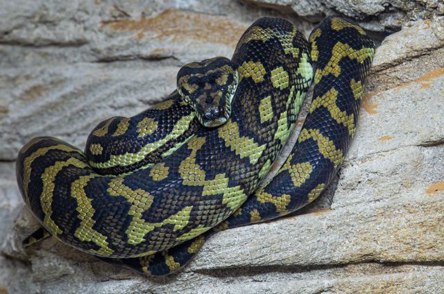 Coastal Carpet Python: Care, Habitat & Fun Facts