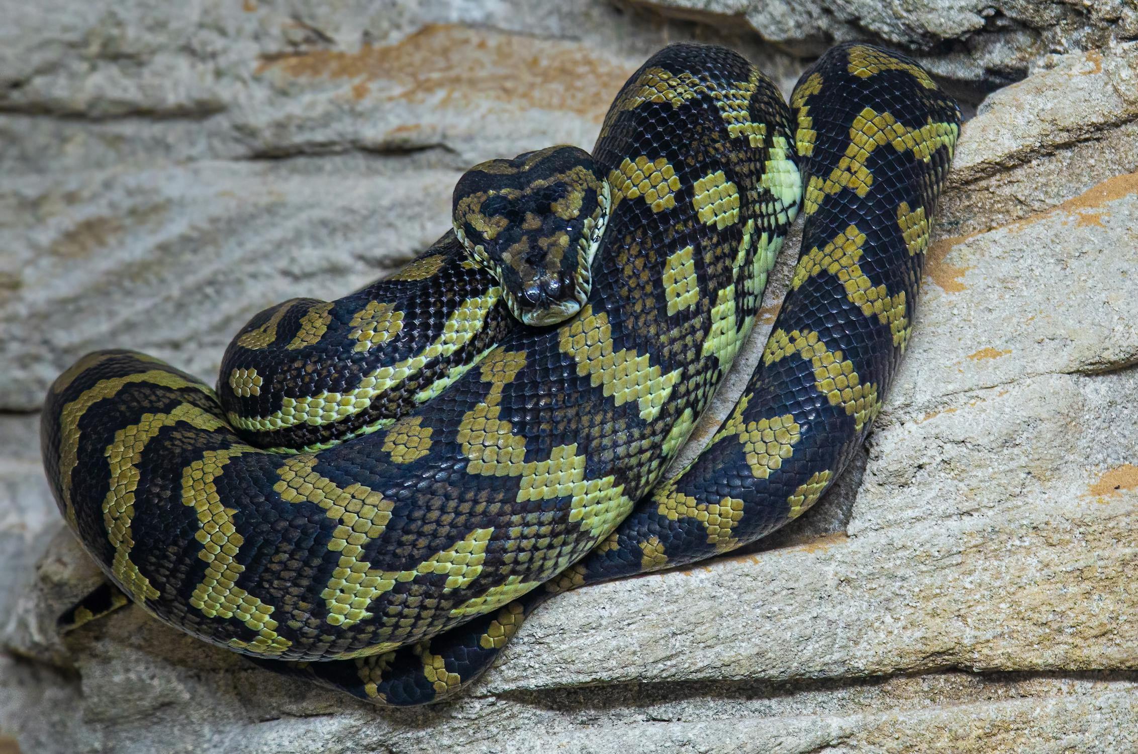 Python Snake in Nature · Free Stock Photo