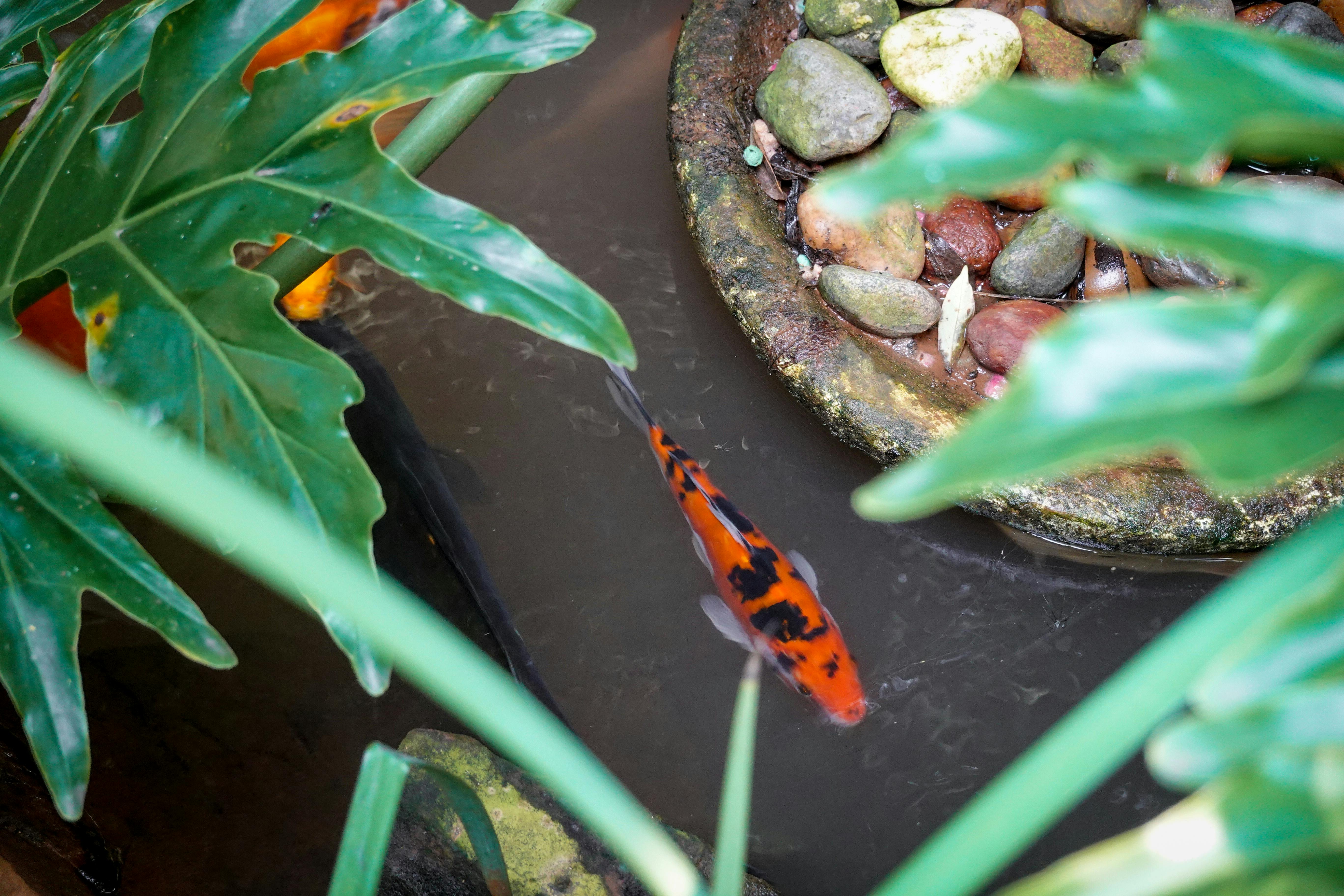 Close-up of a vibrant koi fish swimming in a serene garden pond surrounded by lush foliage.