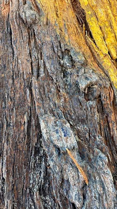 tree bark yellow brown