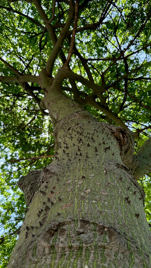 tree bark brown blue green leaves sky