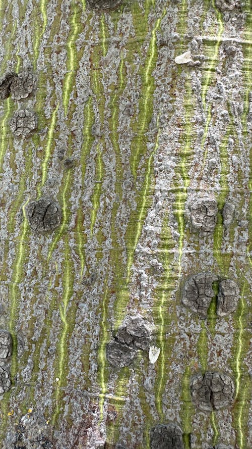 tree bark brown green
