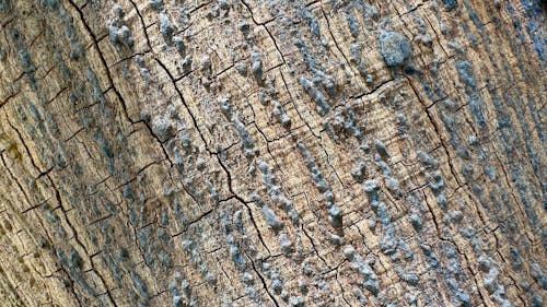 tree bark brown blue
