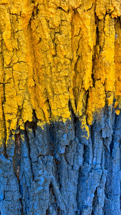 tree bark yellow brown blue