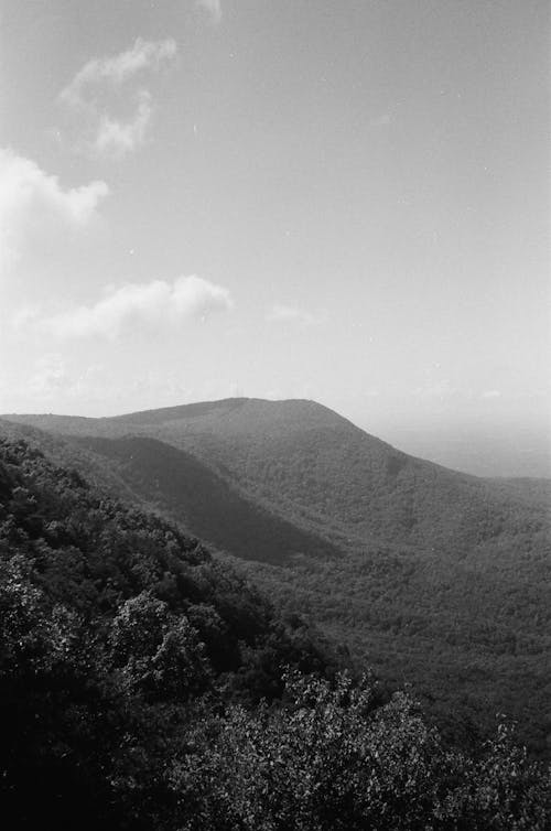Hills with Forest in Black and White