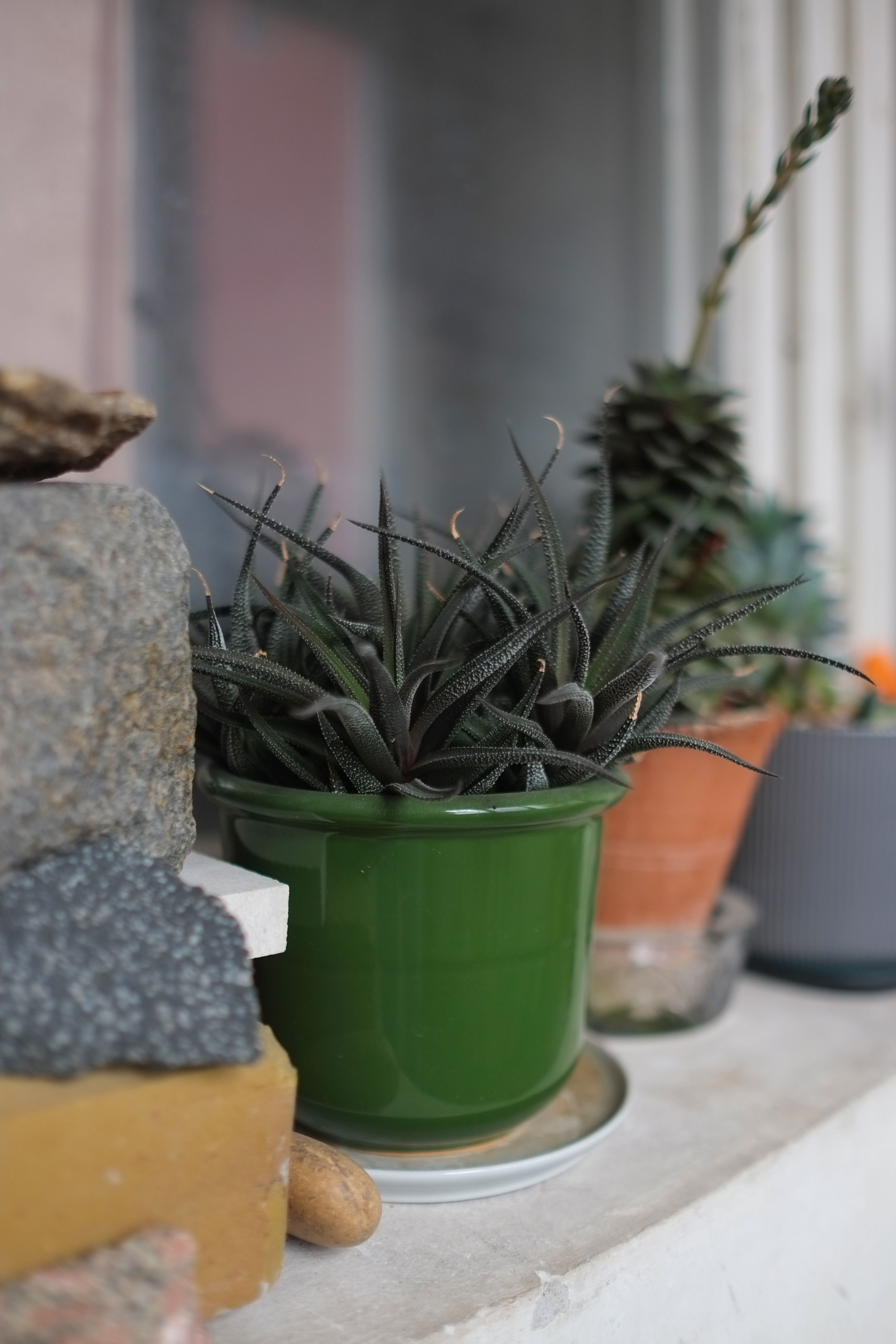 Silver squill plant on windowsill