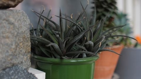 Decorative succulents in pots on a windowsill in Sofia, Bulgaria, offering a fresh indoor garden feel.