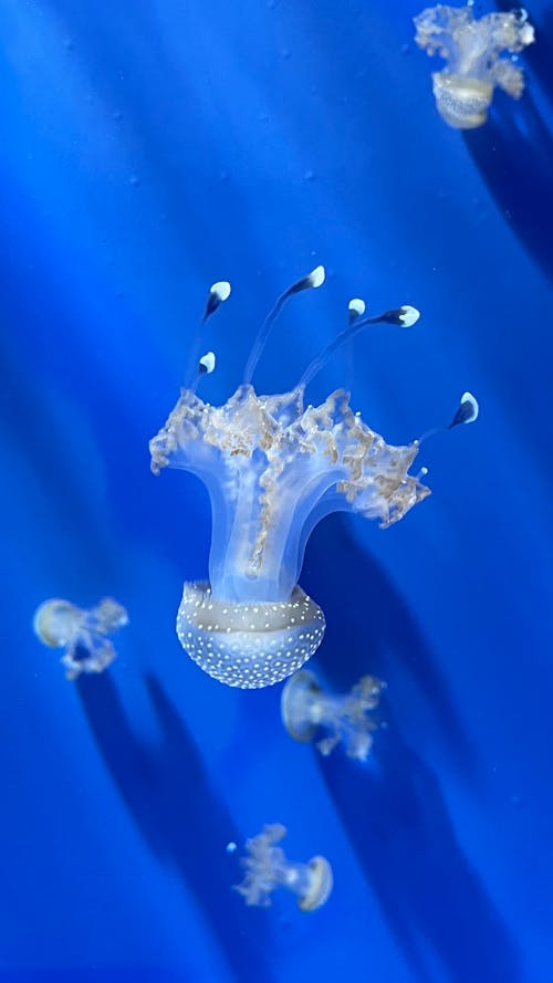 Close-up of a Jellyfish 