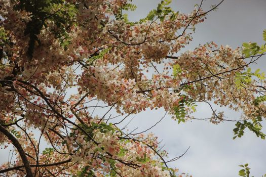 Low Angle Shot of a Pink Shower Tree 