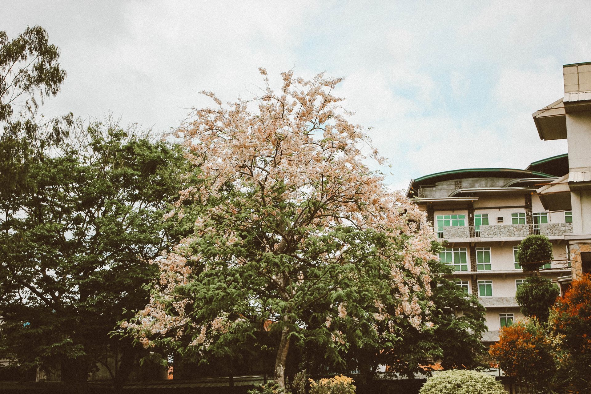 Cherry blossom tree blooming in urban residential park setting.