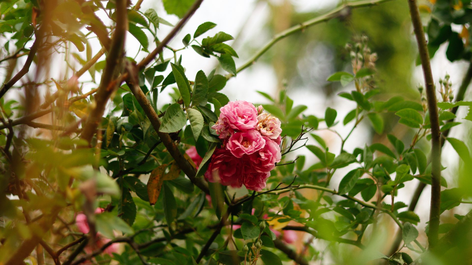 A close-up of blooming pink roses amidst lush green foliage, captured outdoors.